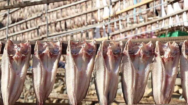 Korea Tongyeong Chudo island dried snailfish drying ocean coast seafood marine product 통영 추도 섬마을 물메기 미역어 꼼치 물곰 물텀벙 물잠뱅이 어업 통발 고기잡이 생선손질 말리기 건어물 덕장 해풍 건조 바닷가 어촌 수산물 반건조 생선 수산업 식재료