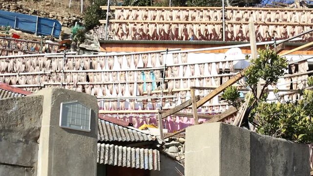 Korea Tongyeong Chudo island dried snailfish drying ocean coast seafood marine product 통영 추도 섬마을 물메기 미역어 꼼치 물곰 물텀벙 물잠뱅이 어업 통발 고기잡이 생선손질 말리기 건어물 덕장 해풍 건조 바닷가 어촌 수산물 반건조 생선 수산업 식재료