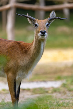Close-up front portrait of a blackbuck (Antilope cervicapra) displaying its distinctive ringed spiral horns and alert expression in an outdoor enclosure.