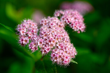 Obraz premium Japanese spirea Spiraea japonica likely Little Princess cultivar with dense clusters of small pink