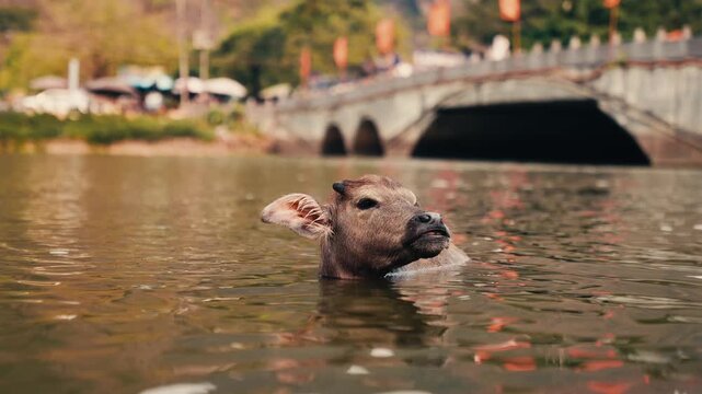 Water buffalo calf bathing in water, looking at the camera