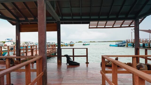 Sea lions resting on wooden pier near boats in harbor. Marine mammals lie under a shelter as vessels float in calm coastal waters during overcast weather.