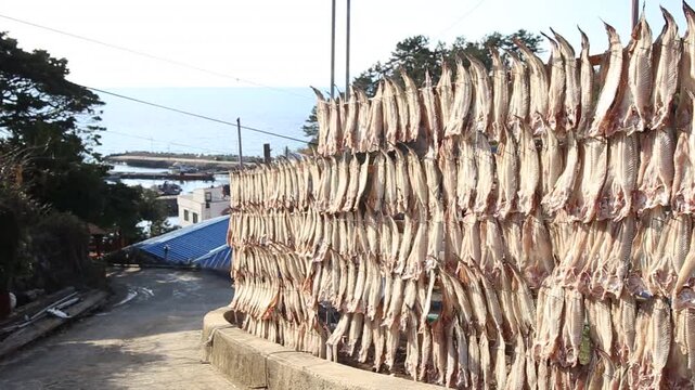 Korea Tongyeong Chudo island dried snailfish drying ocean coast seafood marine product 통영 추도 섬마을 물메기 미역어 꼼치 물곰 물텀벙 물잠뱅이 어업 통발 고기잡이 생선손질 말리기 건어물 덕장 해풍 건조 바닷가 어촌 수산물 반건조 생선 수산업 식재료