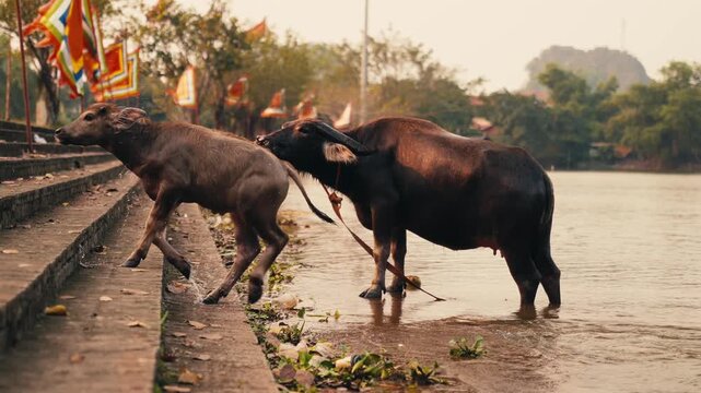 A pair of water buffaloes in Hoa Lu ancient capitol, North Vietnam - calf getting out of water in slow motion