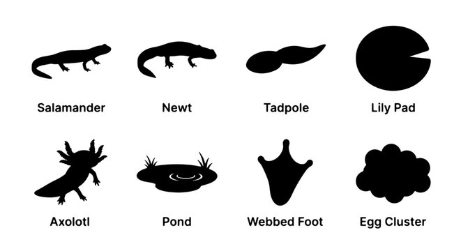 Amphibian Life Cycle Silhouettes: Salamander, Newt, Axolotl, Tadpole, Egg Cluster, Pond, Lily Pad, Footprint