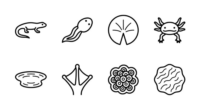 Amphibian Life Cycle Icons: Salamander, Tadpole, Axolotl, Frog Spawn, Lily Pad, Water