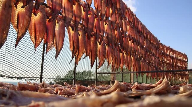 Korea Tongyeong Chudo island dried snailfish drying ocean coast seafood marine product 통영 추도 섬마을 물메기 미역어 꼼치 물곰 물텀벙 물잠뱅이 어업 통발 고기잡이 생선손질 말리기 건어물 덕장 해풍 건조 바닷가 어촌 수산물 반건조 생선 수산업 식재료