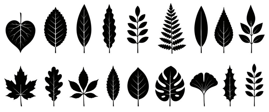 Collection of black botanical silhouettes featuring various leaf shapes and textures