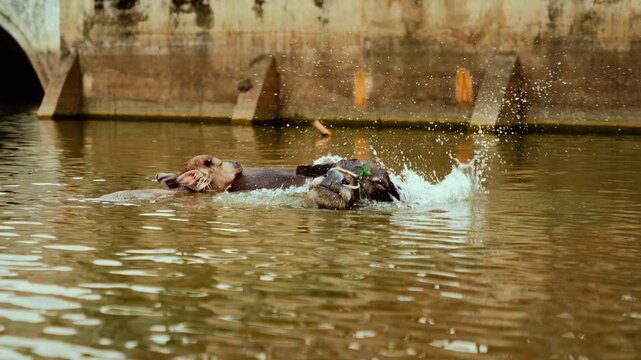 Water buffalo with calf bathing in a river in Vietnam, slow motion