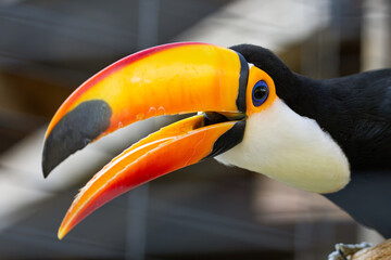 Extreme close-up side profile of a Toco Toucan (Ramphastos toco) with its large colorful bill open, blue eye skin, and white chest feathers © erikzunec