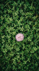 Fototapeta premium Vibrant clover field with a single pink flower, perfect for mobile wallpaper.