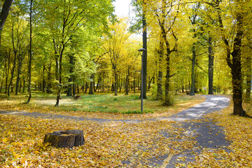 Fototapeta premium Beautiful Autumn Park with Golden Trees and Forked Asphalt Footpath