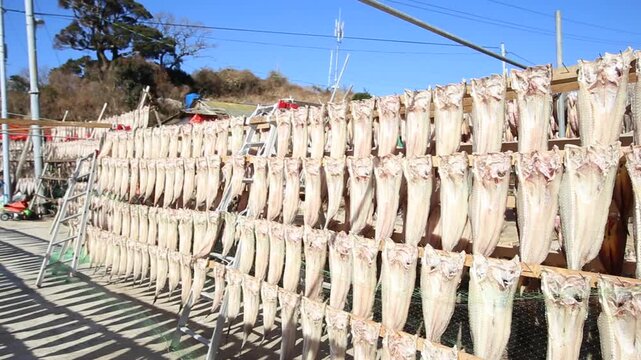 Korea Tongyeong Chudo island dried snailfish drying ocean coast seafood marine product 통영 추도 섬마을 물메기 미역어 꼼치 물곰 물텀벙 물잠뱅이 어업 통발 고기잡이 생선손질 말리기 건어물 덕장 해풍 건조 바닷가 어촌 수산물 반건조 생선 수산업 식재료