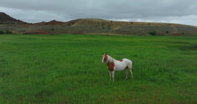 Beautiful horses on a ranch in Wyoming
