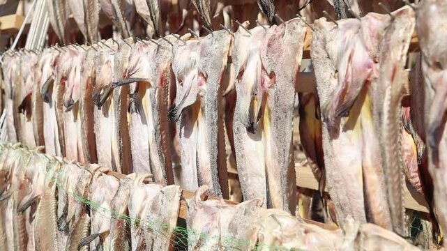 Korea Tongyeong Chudo island dried snailfish drying ocean coast seafood marine product 통영 추도 섬마을 물메기 미역어 꼼치 물곰 물텀벙 물잠뱅이 어업 통발 고기잡이 생선손질 말리기 건어물 덕장 해풍 건조 바닷가 어촌 수산물 반건조 생선 수산업 식재료