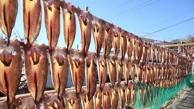 Korea Tongyeong Chudo island dried snailfish drying ocean coast seafood marine product 통영 추도 섬마을 물메기 미역어 꼼치 물곰 물텀벙 물잠뱅이 어업 통발 고기잡이 생선손질 말리기 건어물 덕장 해풍 건조 바닷가 어촌 수산물 반건조 생선 수산업 식재료