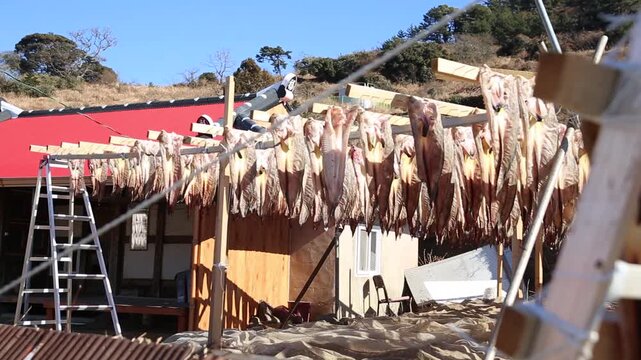 Korea Tongyeong Chudo island dried snailfish drying ocean coast seafood marine product 통영 추도 섬마을 물메기 미역어 꼼치 물곰 물텀벙 물잠뱅이 어업 통발 고기잡이 생선손질 말리기 건어물 덕장 해풍 건조 바닷가 어촌 수산물 반건조 생선 수산업 식재료