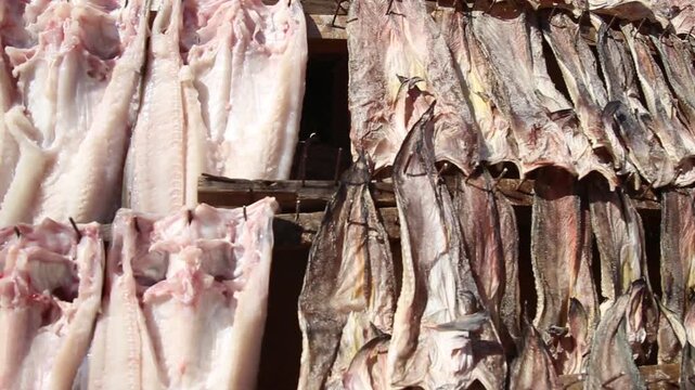 Korea Tongyeong Chudo island dried snailfish drying ocean coast seafood marine product 통영 추도 섬마을 물메기 미역어 꼼치 물곰 물텀벙 물잠뱅이 어업 통발 고기잡이 생선손질 말리기 건어물 덕장 해풍 건조 바닷가 어촌 수산물 반건조 생선 수산업 식재료