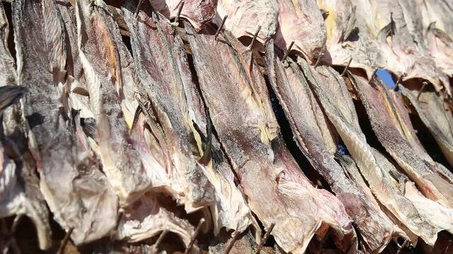 Korea Tongyeong Chudo island dried snailfish drying ocean coast seafood marine product 통영 추도 섬마을 물메기 미역어 꼼치 물곰 물텀벙 물잠뱅이 어업 통발 고기잡이 생선손질 말리기 건어물 덕장 해풍 건조 바닷가 어촌 수산물 반건조 생선 수산업 식재료