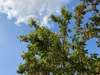 Fototapeta premium Ripe yellow cherry plum (Prunus cerasifera) fruits hanging densely on tree branches with green leaves against a sunny blue sky background. Low angle view of fruit orchard in bright summer daylight.