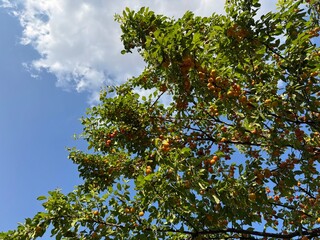 Fototapeta premium Ripe yellow cherry plum (Prunus cerasifera) fruits hanging densely on tree branches with green leaves against a sunny blue sky background. Low angle view of fruit orchard in bright summer daylight.