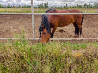 Brown horse grazing in fenced pasture on cloudy day © IbragimovN