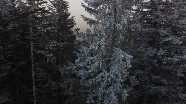 Survol en drone d&rsquo;une for&ecirc;t de sapins givr&eacute;s dans le massif de la Chartreuse, en Savoie, au c&oelig;ur d&rsquo;une atmosph&egrave;re hivernale brumeuse et paisible.