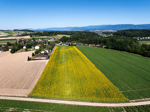 Aerial view of a vibrant sunflower field surrounded by agricultural plots, lush green trees, and a small village under a clear blue sky in Grossaffoltern, Canton of Bern, Switzerland.
