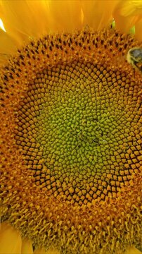 A bee on a sunflower №2