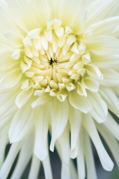 Close-up photograph of a white dahlia, dahlia pinnata variety Cafe au Lait Light	