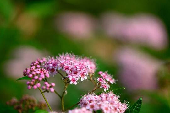 Japanese spirea Spiraea japonica ornamental shrub known for bright pink flowers Rosaceae family