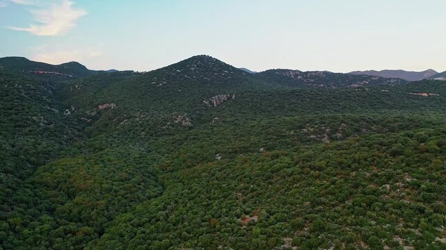 Forest aerial view showcasing lush green trees and natural landscape from above. Majestic drone shot gliding over dense woodland canopy in bright daylight.