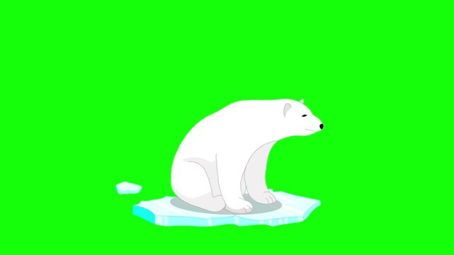 Polar bear sitting float, melting ice loop animation. Global warming. Cartoon sea bear swings alone, on melted ice floe over green screen Climate change video. No AI. 2d animal character video