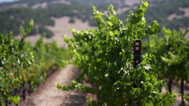 Grapes grow on vines in long rows at a winery in Sonoma, California. The sun shines on the vibrant vineyard landscape.