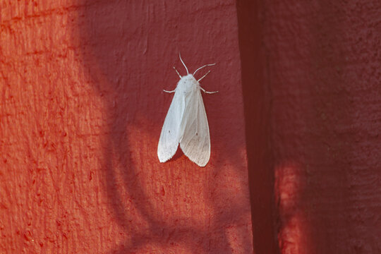 Bright White Virginia Tiger Moth in the shadows on a red barn.