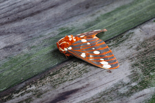 Colorful Regal Moth on rustic wood background