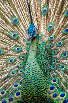 Full frame Close-up portrait of a peacock with a fanned out tail, Indonesia