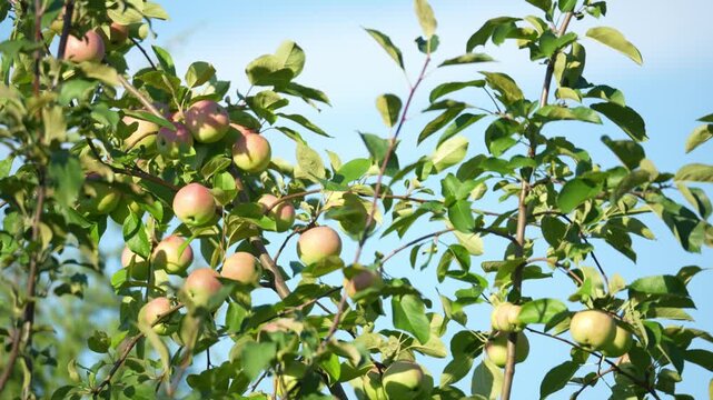 Green apple tree branches hold ripening fruit. Red and yellow apples hang among fresh leaves. Clear blue sky brightens the scene. Sunlight highlights each apple's natural texture