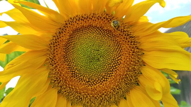 A bee on a sunflower