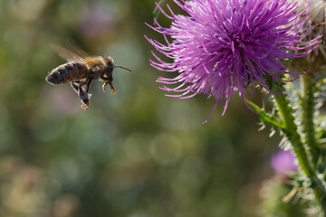 A Honeybee is Flying towards a Pink Thistle Flower Preparing to Pick Its Nectar © LiviuConstantin