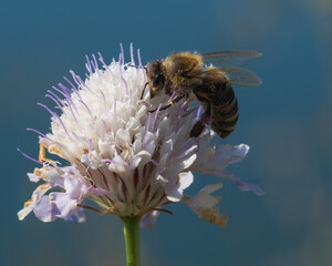 A Worker Honeybee is Carefully Picking Pollen from a White Flower on a Hot Summer Morning © LiviuConstantin