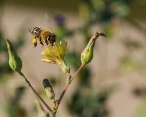 A Bee is Flying by a Yellow Flower and Picking Its Nectar on a Hot Summer Day © LiviuConstantin