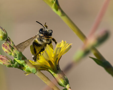 Cute and Funny Closeup of a Worker Bee that Seems to have Been Disturbed from Its Daily Duties