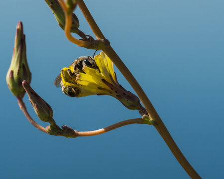 A Worker Bee is Picking Pollen from a Yellow Flower on a Beautiful Summer Morning with Clear Blue Skies