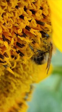 A bee on a sunflower №4
