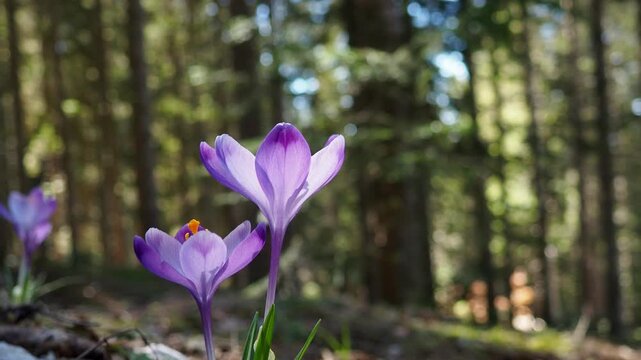 Crocus, genus of seasonal flowering plants in family Iridaceae iris. Saffron crocus sativus. Snow crocus. Naked boys or Naked ladies. Dutch or Common crocus. Forest spring flowers on Zlatibor, Serbia.