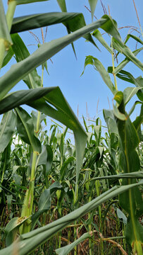 Green corn field against blue sky from below. Bright summer photo of corn stalks and leaves, taken from a lower angle. Young corn in the field. Perspective of corn field under a clear sky