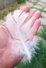 Gentle Hand Holding Delicate White Feather © kos1976
