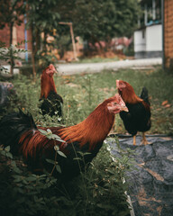 Rooster with red and black feathers standing in garden © Nori