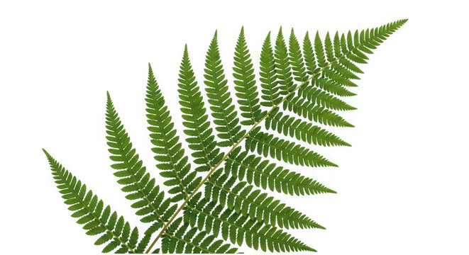 Fresh green fern leaf with botanical, tropical as transparent cutout